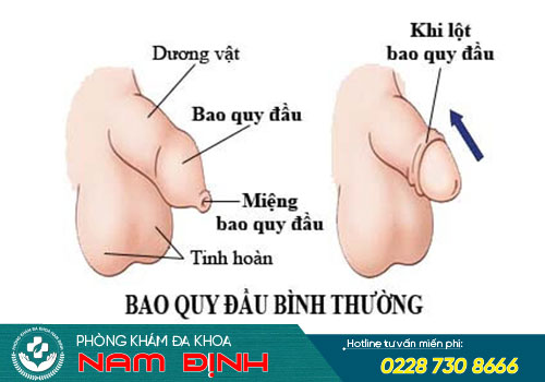 khám bao quy đầu